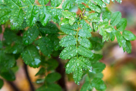 Young green leaves on a branch after rain on a blurry background. Seasons, spring.