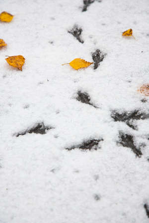 Bird footprints on the snow. The first snow, fallen autumn leaves. Beginning of winter.の写真素材