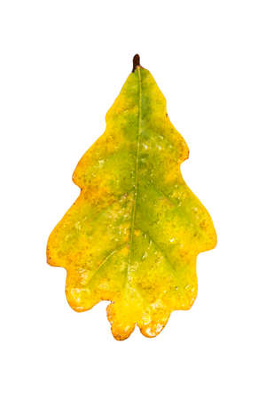 Autumn yellow oak leaf with raindrops. Isolate on a white background. Botany.の写真素材