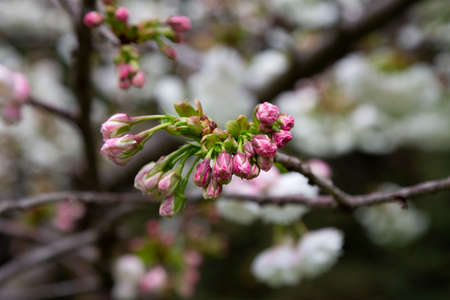flowers Cherry blossoms are blooming. Pink buds on a branch of a cherry tree. Floral background, springの写真素材