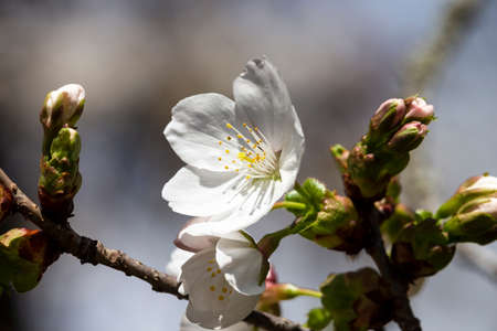 white flowers on a tree in the garden. Natural floral background. Sakura in bloom, May, June. Fruit tree bloomingの写真素材