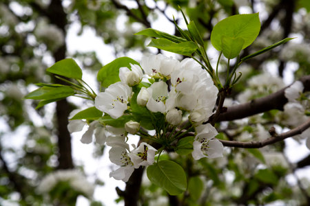 White blooming apple trees. Spring season, spring colors. Natural floral background of white inflorescences on the branches of a fruit treeの写真素材