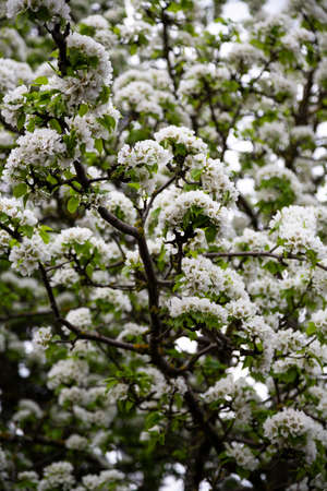 White blooming apple trees. Spring season, spring colors. Natural floral background of white inflorescences on the branches of a fruit treeの写真素材