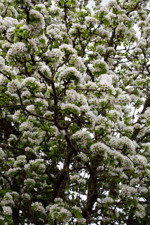 White blooming apple trees. Spring season, spring colors. Natural floral background of white inflorescences on the branches of a fruit treeの写真素材