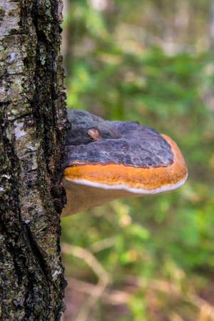 Mushroom Polyporus squamosus, growing on a tree. Polyporaceae.の写真素材
