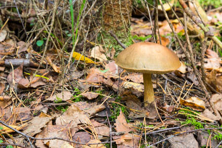 Beautiful birch leccinum bolete in autumn forest. Leccinum versipelle mushroom in moss lichenの写真素材