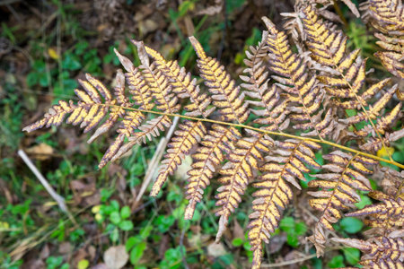 Yellowed fern leaf on a blurred background. Dry fern leaf in the forest. Autumn tropical background.の写真素材