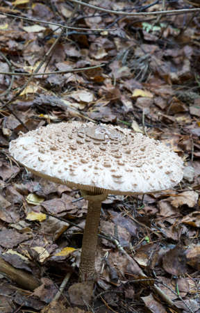 Chewbacca vulture Macrolepiota procera is an edible mushroom in the forest. The most delicious mushroomの写真素材