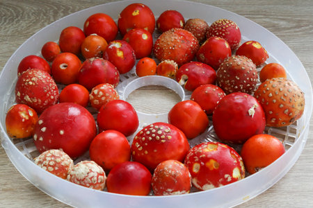 Red fly agaric. Amanita Muscaria. Unopened caps of young fly agaric in the dryer. Preparation of dried fly agarics. Hallucinogenic mushroom.の写真素材