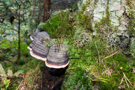 Mushroom Polyporus squamosus, growing on a tree. parasitic fungus on dead wood.