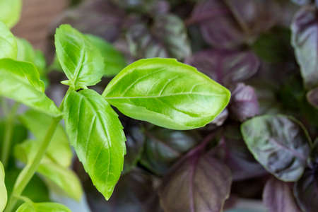 Purple and green basilic plantation. Fresh organic green and purple basil growing in the garden Top view of plenty fresh green and purple basil plant leaves Greenery, green garden natural organic foodの写真素材