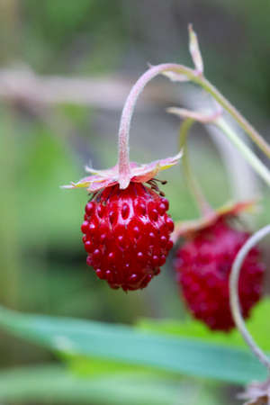 Wild strawberry bush in forest. Red strawberry berries in the forest close-up