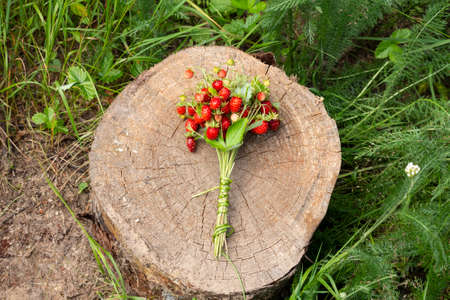 Strawberries are lying on a stump in the forest. Ripe strawberries on a wooden background close-up. Juicy red wild berries and leaves in the grass in the summer forest. Strawberry bouquetの写真素材