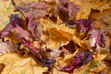Autumn. Multicolored maple leaves lie on the grass.の写真素材