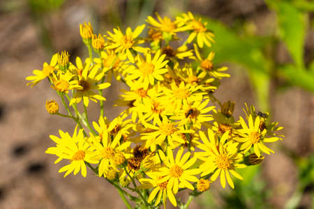 Yellow blooming Ragwort or Jacobaea vulgaris in summer
