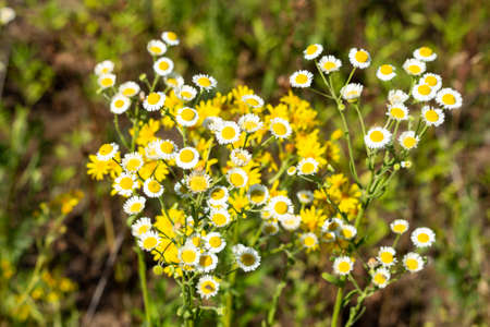Wild camomile Matricaria chamomilla in the field with natural backgroundの写真素材