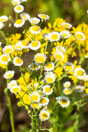 Wild camomile Matricaria chamomilla in the field with natural backgroundの写真素材