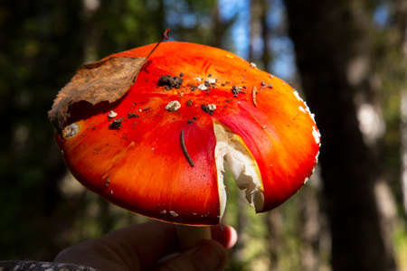red fly agaric bright beautiful in the autumn forest poisonous mushroomsの写真素材