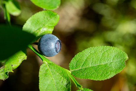 Green branches with berry of bilberry in the forest. Berries of forest blueberries. Bunch of berry