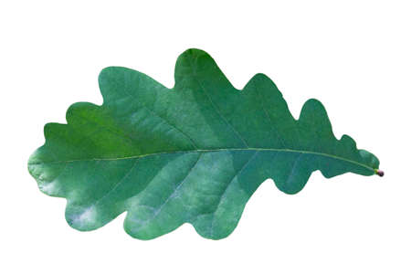 a young green oak leaf on a tree branch on a summer dayの写真素材