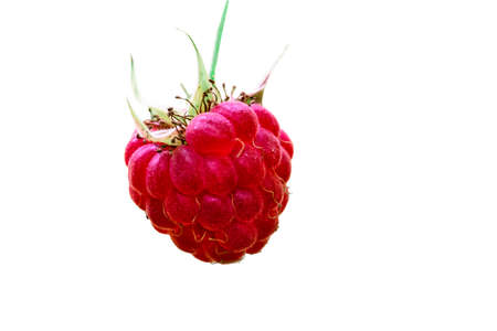 one berry of ripe red raspberries in the forest, close-upの写真素材
