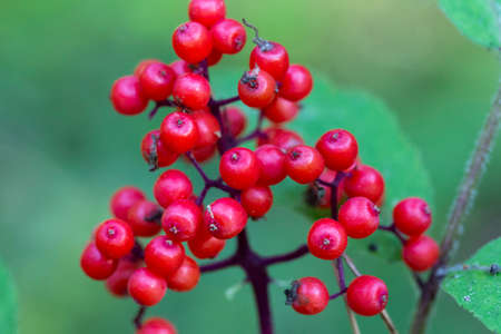 Red Elderberry Sambucus racemosa the branches close-upの写真素材