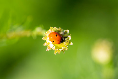 Ladybug running along on blade of green grass. Beautiful nature