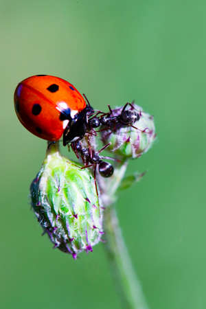 Ladybug and ants on a green blade. Two ants banish a ladybug. Macro, small depth of sharpnessの写真素材