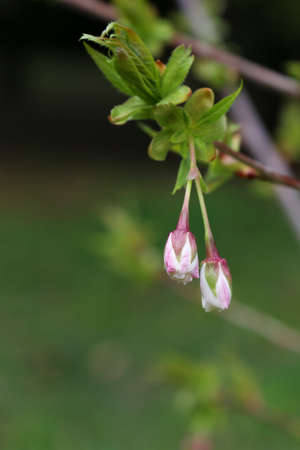 Blooming sprig of fruit tree. Hot pink buds on branch of fruit tree cherries, sweet cherry, apricot. On sunny day in springtimeの写真素材