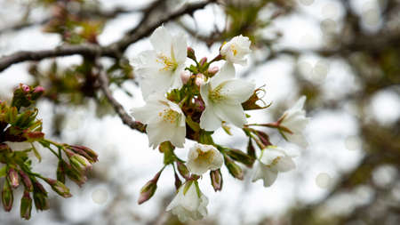 Flowers of the cherry blossoms on a spring day, springtimeの写真素材