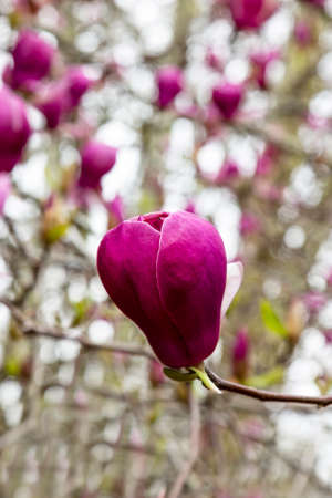 Tree branch with magnolia flowers. Magnolia flower bud in early spring. The beginning of the flowering of magnolia. Magnolia tree in early spring with young flower buds.の写真素材