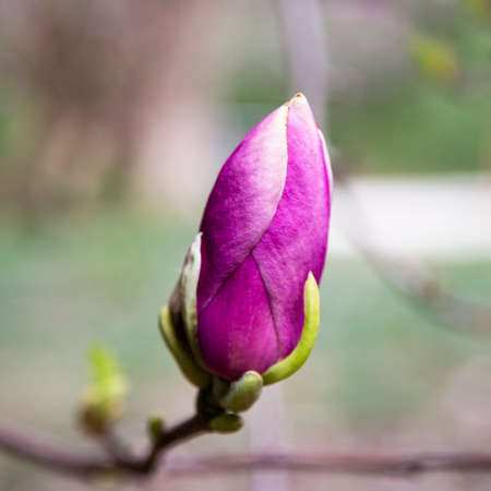 Magnolia pink blossom tree flowers, close up branch, outdoor.の写真素材