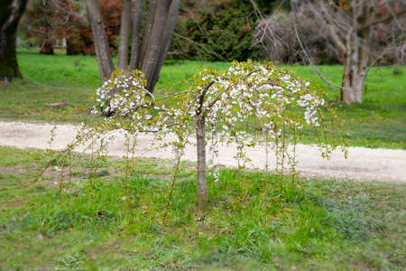 Sakura Cherry blossoming trees. Wonderful scenic park with blooming cherry sakura trees and green lawn in spring,の写真素材