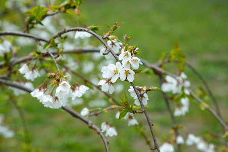 Flowers of the cherry blossoms on a spring day, springtimeの写真素材