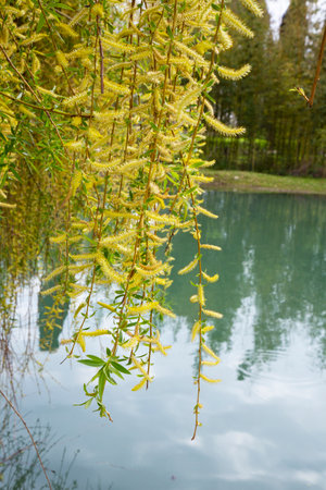Willow by the water with a reflection. Flowering willow in early spring. Yellow stamens and you on...