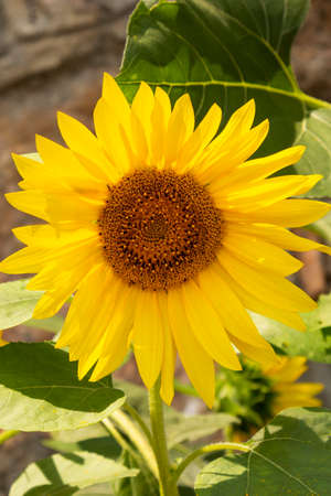 a blooming sunflower Beautiful yellow flower in the garden. Close-up, Sunny day, seeds growの写真素材