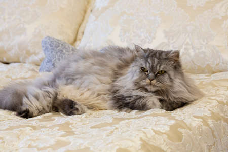 gray fluffy Scottish Highland cat with straight long hair, large orange eyes and a long mustache in a luxurious bed at home.の写真素材