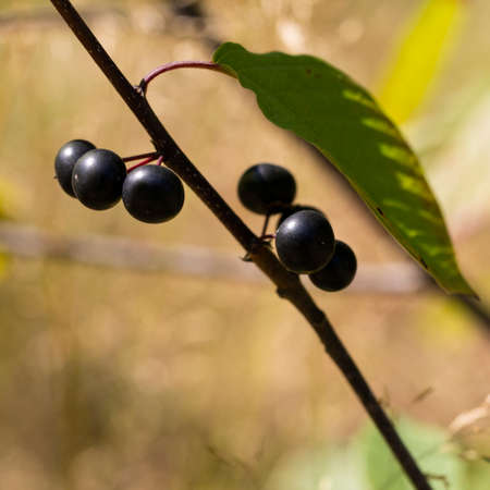 Ripe poisonous buckthorn berries Rhamnus frangula close-up. Macro.の写真素材