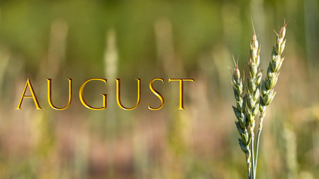 Wheat field in summer. Green field. precious spikelets on a blurry background, Augustの写真素材