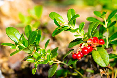 Bunch of wild ripe red forest lingonberries on bushの写真素材