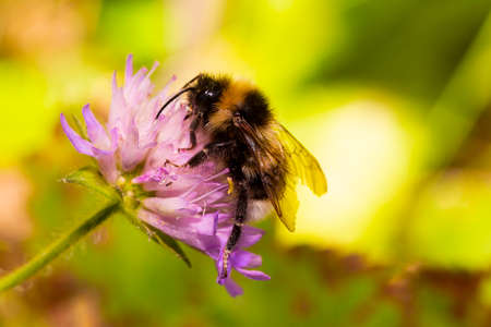 Macro Honey bees bumblebee feeds on nectar on a purple flower, summerの写真素材