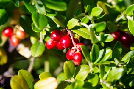 Lingonberry berries on a branch in a forest in a swamp.の写真素材