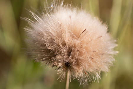 A lonely fluffy dandelion. Autumn dandelion on a blurry green background. Dandelions after flowering.の写真素材