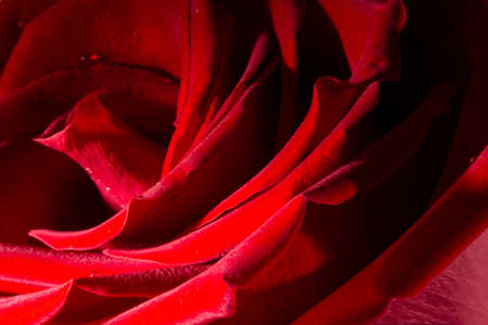 A close up macro shot of a red roseの写真素材