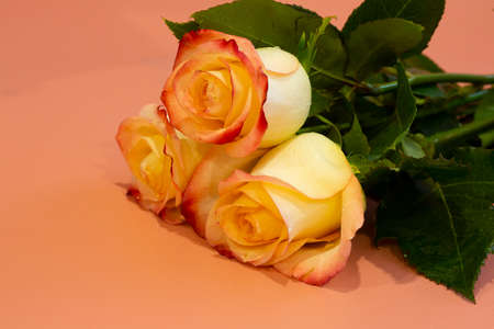 Pink-yellow open rose with water drops on a pink backgroundの写真素材