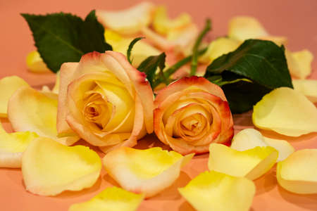 Pink-yellow open rose with water drops on a pink backgroundの写真素材