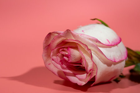 red and white roseon a pink background in petals and water drops close-upの写真素材