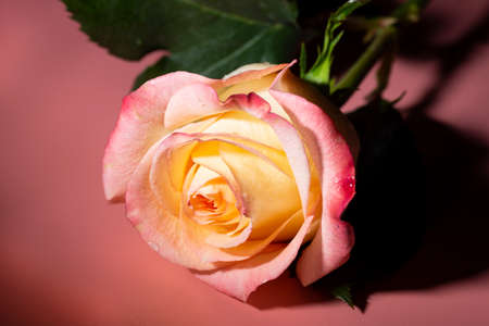 A pink and yellow open rose with water droplets.の写真素材