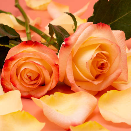 Pink-yellow open roses with water drops and petals on a pink background close-upの写真素材