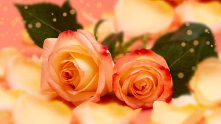 Pink-yellow open roses with water drops and petals on a pink background close-upの写真素材